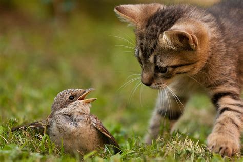 bird videos for cats